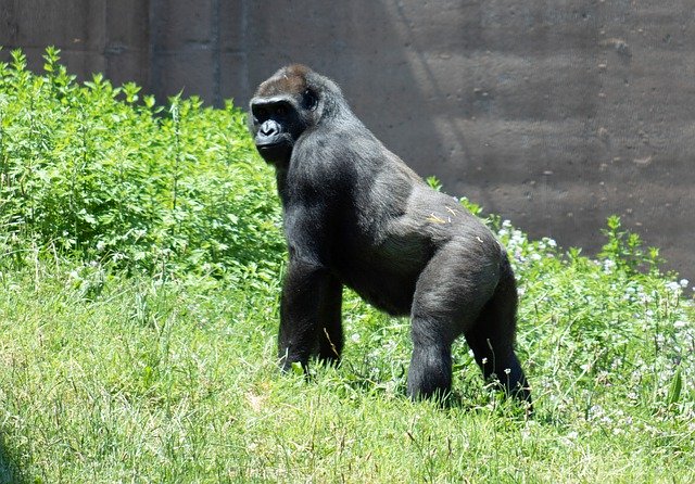 Free download gorilla zoo primate ape animal free picture to be edited with GIMP free online image editor