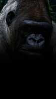 Laden Sie Gorill kostenlos herunter, um Fotos oder Bilder mit dem Online-Bildeditor GIMP zu bearbeiten