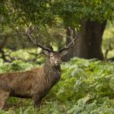 Graceful Deer: The Gentle Wanderers of the Forest  screen for extension Chrome web store in OffiDocs Chromium