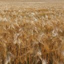 Grain field  screen for extension Chrome web store in OffiDocs Chromium