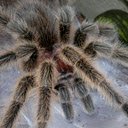 Grammostola north Tarantula  screen for extension Chrome web store in OffiDocs Chromium