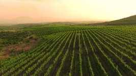 Free download Grape Drone Fields -  free video to be edited with OpenShot online video editor