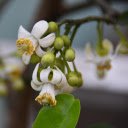 Grapefruit flowers bloom  screen for extension Chrome web store in OffiDocs Chromium