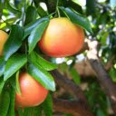 Grapefruit Tree  screen for extension Chrome web store in OffiDocs Chromium