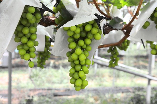 Безкоштовно завантажте безкоштовне зображення урожаю винограду, якщо кислотні фрукти, для редагування за допомогою безкоштовного онлайн-редактора зображень GIMP
