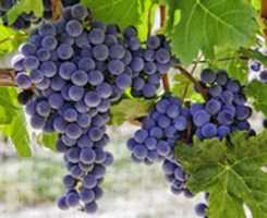 Free download grape free photo or picture to be edited with GIMP online image editor