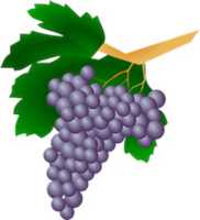 Free download grapes-159820__340 free photo or picture to be edited with GIMP online image editor