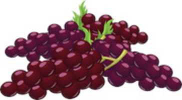 Free download grapes-575508__340 free photo or picture to be edited with GIMP online image editor
