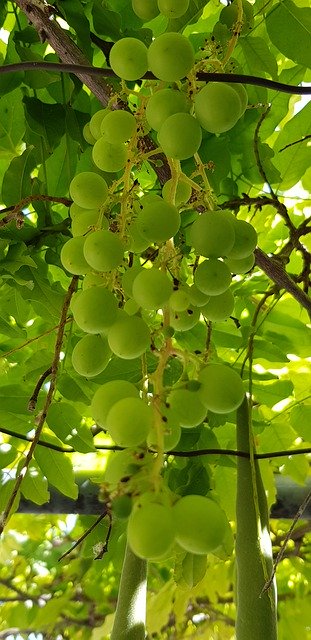Gratis download Grapes Fruit Cluster - gratis foto of afbeelding om te bewerken met GIMP online afbeeldingseditor