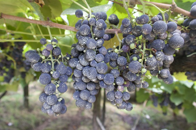 Téléchargement gratuit de raisins vignoble feuilles de vignoble image gratuite de vigne à éditer avec l'éditeur d'images en ligne gratuit GIMP