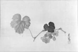 Free download Grapevine free photo or picture to be edited with GIMP online image editor