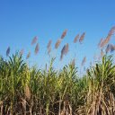 Grass and blue sky  screen for extension Chrome web store in OffiDocs Chromium