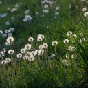 Grass and Dandelions  screen for extension Chrome web store in OffiDocs Chromium
