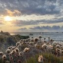 grass and flowers by the sea  screen for extension Chrome web store in OffiDocs Chromium