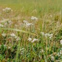 Grass and fragrant flowers  screen for extension Chrome web store in OffiDocs Chromium