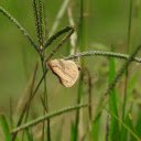 Grass and insects  screen for extension Chrome web store in OffiDocs Chromium