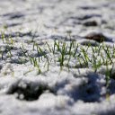 grass and snow  screen for extension Chrome web store in OffiDocs Chromium