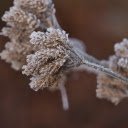 Grass and snowflakes  screen for extension Chrome web store in OffiDocs Chromium