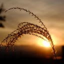 Grass before sunset  screen for extension Chrome web store in OffiDocs Chromium