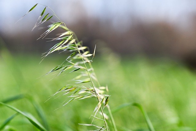 Téléchargement gratuit d'herbe brin d'herbe nature prairie image gratuite à éditer avec l'éditeur d'images en ligne gratuit GIMP