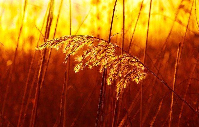 Free download grass cane blade meadow sunlight free picture to be edited with GIMP free online image editor