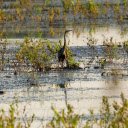 grass duck  screen for extension Chrome web store in OffiDocs Chromium