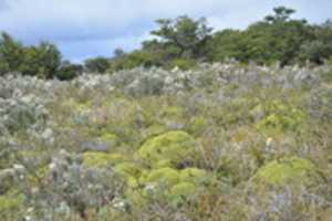 Free download Grasses and lichen on Gable Island free photo or picture to be edited with GIMP online image editor