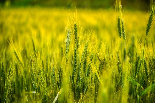 Free download grass field meadow lightning free picture to be edited with GIMP free online image editor