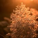 Grass Flowers and Sunset  screen for extension Chrome web store in OffiDocs Chromium