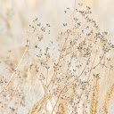 Grass flowers and wheat  screen for extension Chrome web store in OffiDocs Chromium