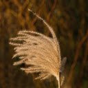 Grass flying in the sun  screen for extension Chrome web store in OffiDocs Chromium