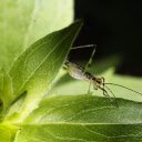 Grasshopper  screen for extension Chrome web store in OffiDocs Chromium