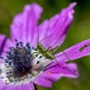 Grasshopper and purple flower  screen for extension Chrome web store in OffiDocs Chromium