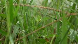 Free download Grasshopper Camouflage Grass -  free video to be edited with OpenShot online video editor