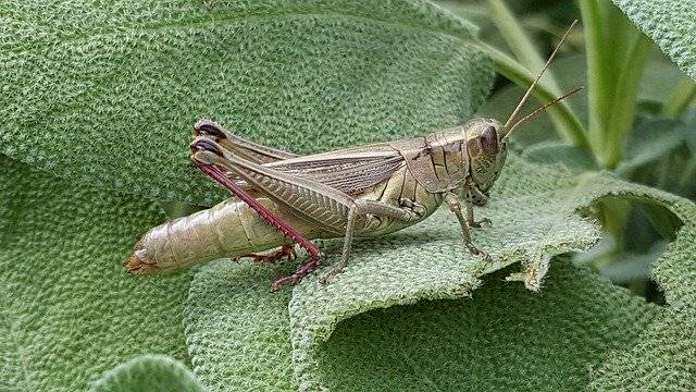 Kostenloser Download Grasshopper Insect Garden - kostenloses Foto oder Bild zur Bearbeitung mit GIMP Online-Bildbearbeitung