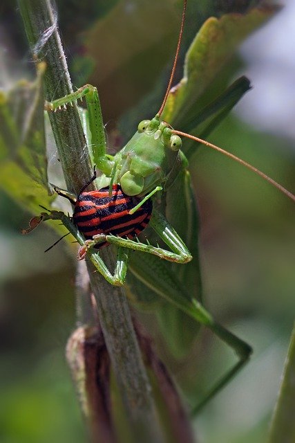 Free download grasshopper locust free picture to be edited with GIMP free online image editor