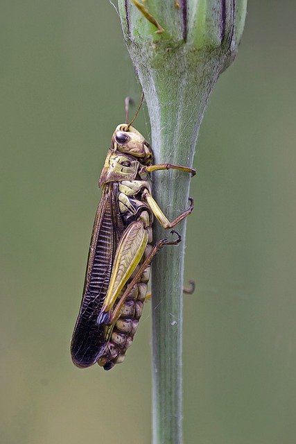 Gratis download Grasshopper Locust Insect - gratis foto of afbeelding om te bewerken met GIMP online afbeeldingseditor