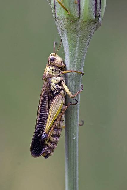 ດາວ​ໂຫຼດ​ຟຣີ Grasshopper Locust Insect - ຮູບ​ພາບ​ຟຣີ​ຫຼື​ຮູບ​ພາບ​ທີ່​ຈະ​ໄດ້​ຮັບ​ການ​ແກ້​ໄຂ​ກັບ GIMP ອອນ​ໄລ​ນ​໌​ບັນ​ນາ​ທິ​ການ​ຮູບ​ພາບ