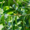 Grasshopper on a green tree branch  screen for extension Chrome web store in OffiDocs Chromium