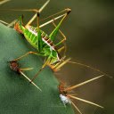 Grasshoppers and prickly cacti  screen for extension Chrome web store in OffiDocs Chromium