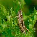 Grasshoppers eat leaves  screen for extension Chrome web store in OffiDocs Chromium