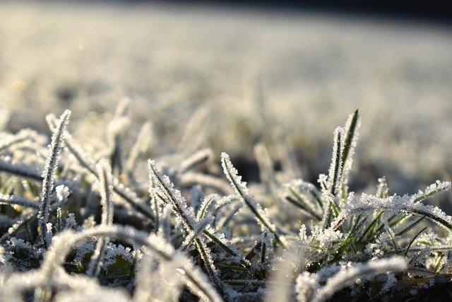 Free download grass ice plants winter cold free picture to be edited with GIMP free online image editor