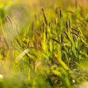 Grass in golden sunlight  screen for extension Chrome web store in OffiDocs Chromium