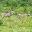 Grassland and deer  screen for extension Chrome web store in OffiDocs Chromium
