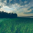 Grassland in the late afternoon  screen for extension Chrome web store in OffiDocs Chromium