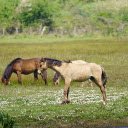 Grasslands and horses  screen for extension Chrome web store in OffiDocs Chromium