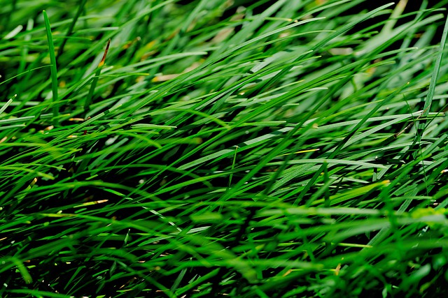 دانلود رایگان عکس طبیعت نزدیک گیاه برگ های علف رایگان برای ویرایش با ویرایشگر تصویر آنلاین رایگان GIMP