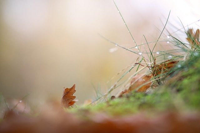 Free download grass naturally landscape meadow free picture to be edited with GIMP free online image editor