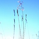 Grass on a Hill Theme  screen for extension Chrome web store in OffiDocs Chromium