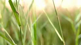 Ücretsiz indir Grass Prairie Fields - OpenShot çevrimiçi video düzenleyici ile düzenlenecek ücretsiz video